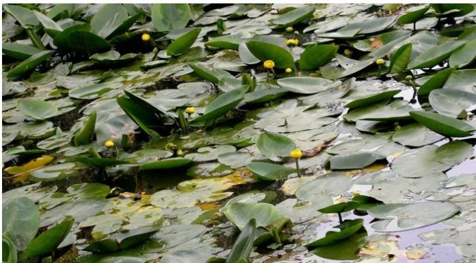 Ogród Botaniczny Uniwerstytetu Marii Curie-Skłodowskiej (UMCS)